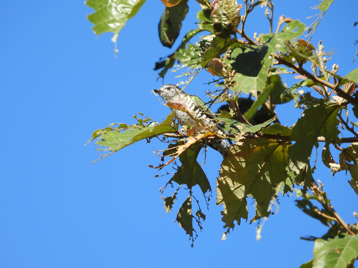 Shining Bronze-Cuckoo - ML637489224