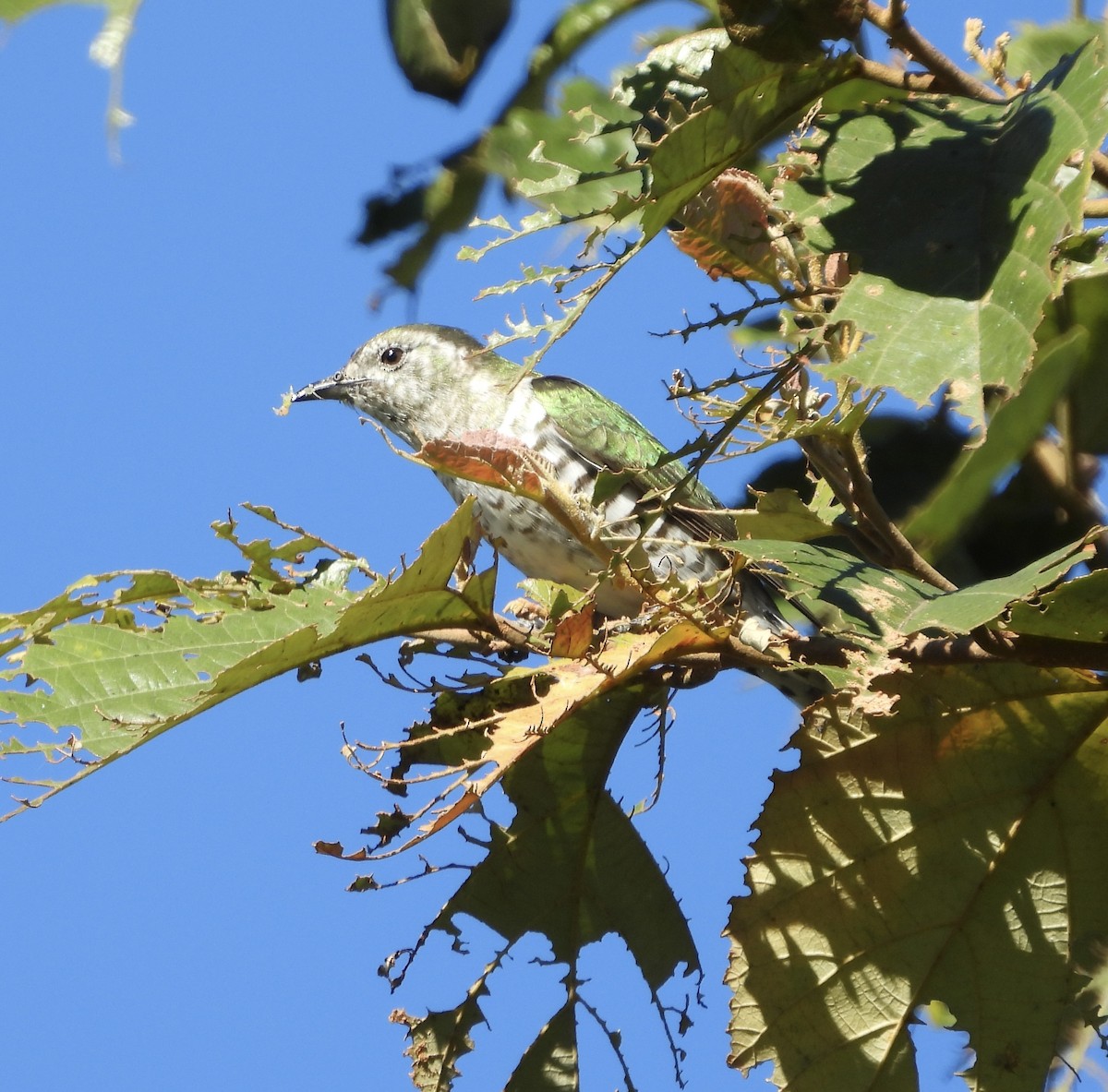 Shining Bronze-Cuckoo - ML637489225