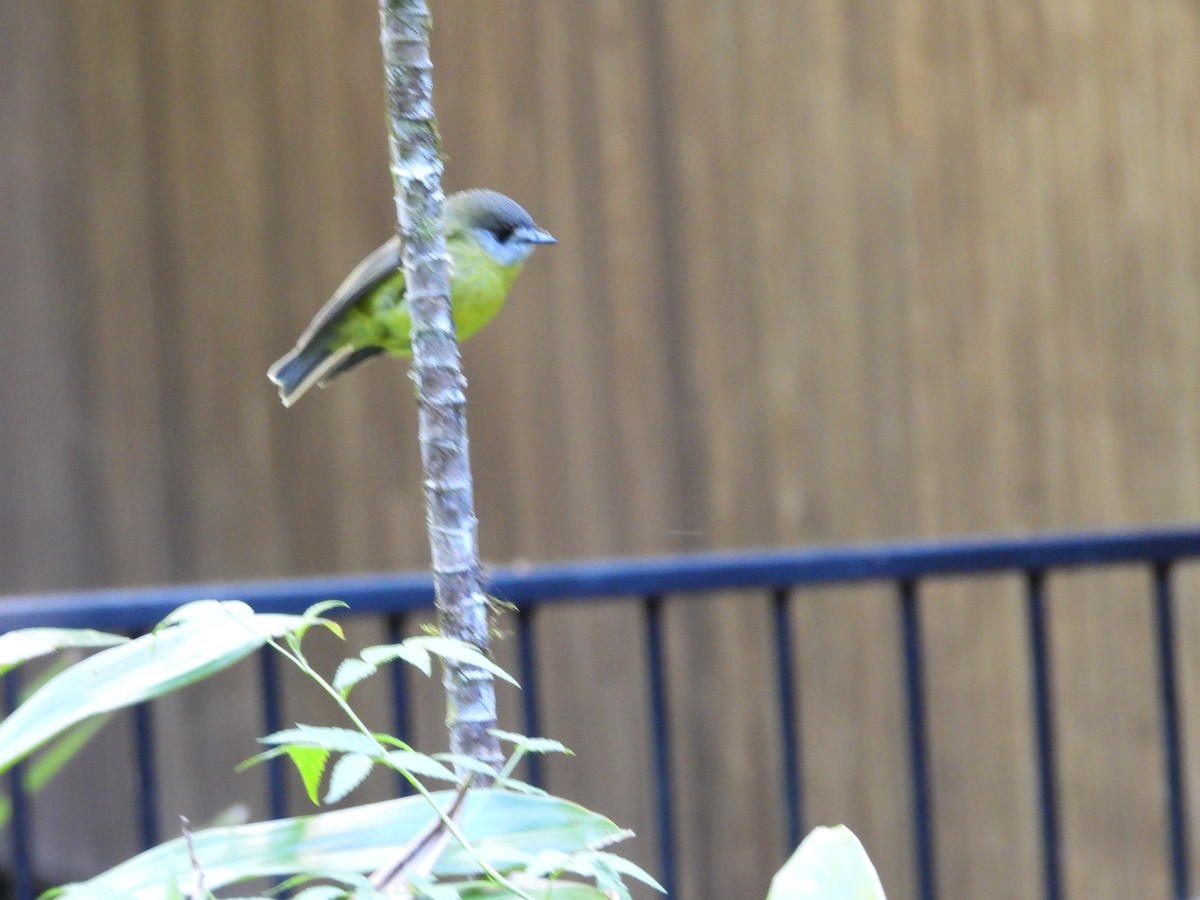 Pale-yellow Robin - ML637489234