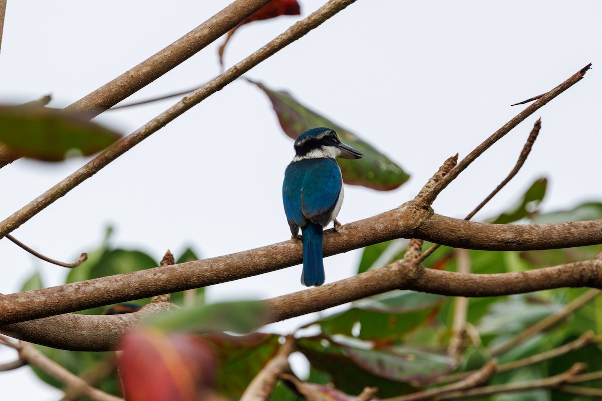 Pacific Kingfisher - ML637489237