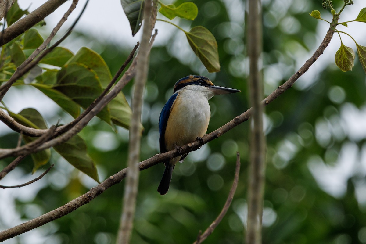 Pacific Kingfisher - ML637489238