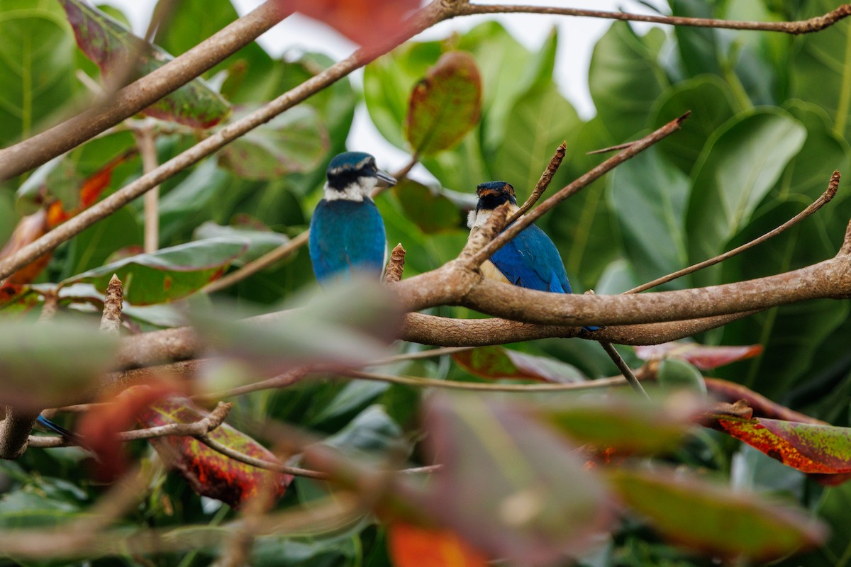 Pacific Kingfisher - ML637489240