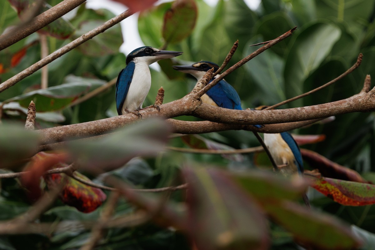 Pacific Kingfisher - ML637489241