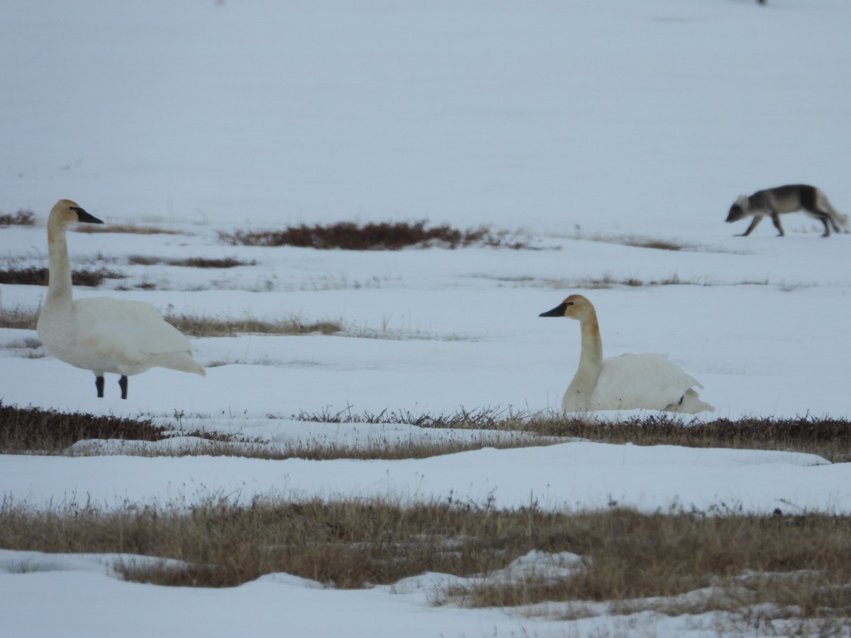 Tundra Swan - ML637489303