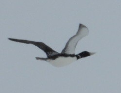 Yellow-billed Loon - ML637489321