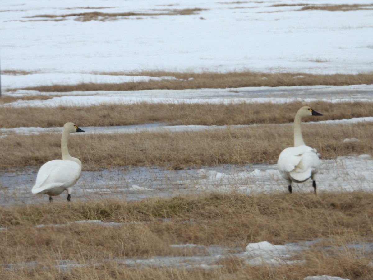Tundra Swan - ML637489334