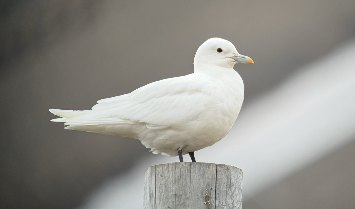 Ivory Gull - ML637489380