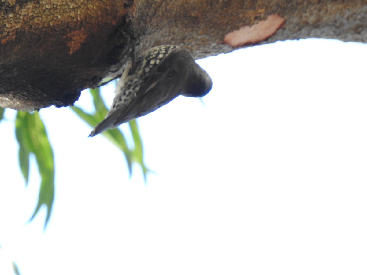 White-throated Treecreeper - ML637489388