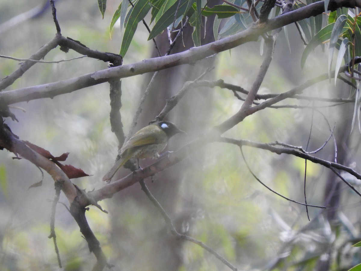 White-eared Honeyeater - ML637489389