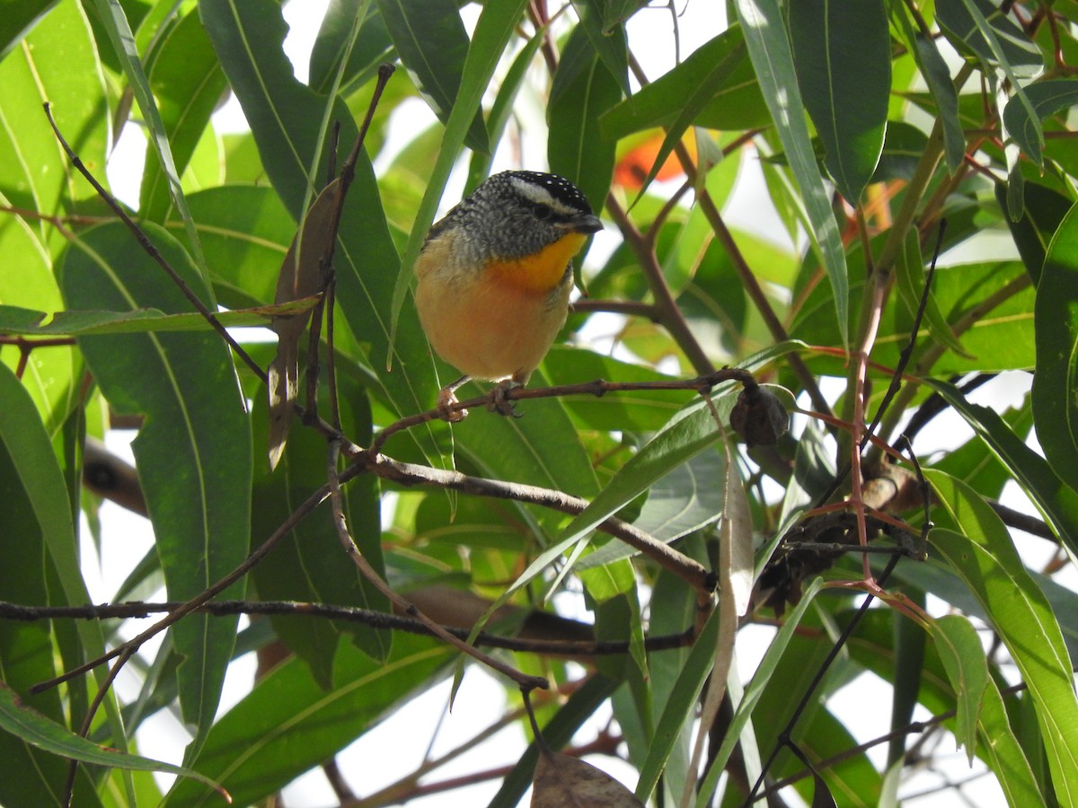 Spotted Pardalote - ML637489391