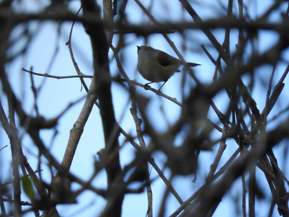 Brown Thornbill - ML637489394
