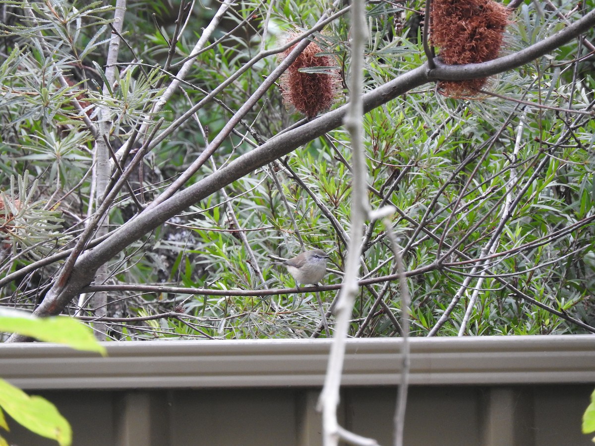 Brown Gerygone - ML637489396