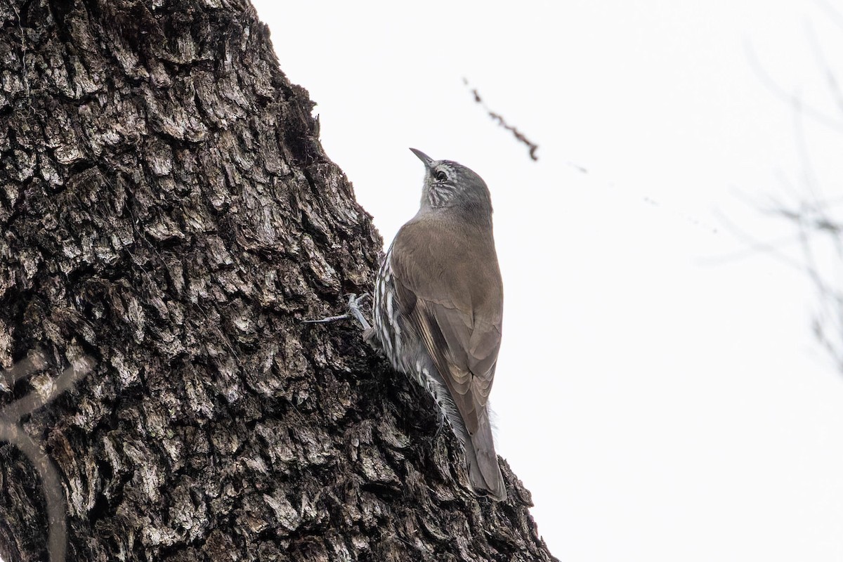 White-browed Treecreeper - ML637489398