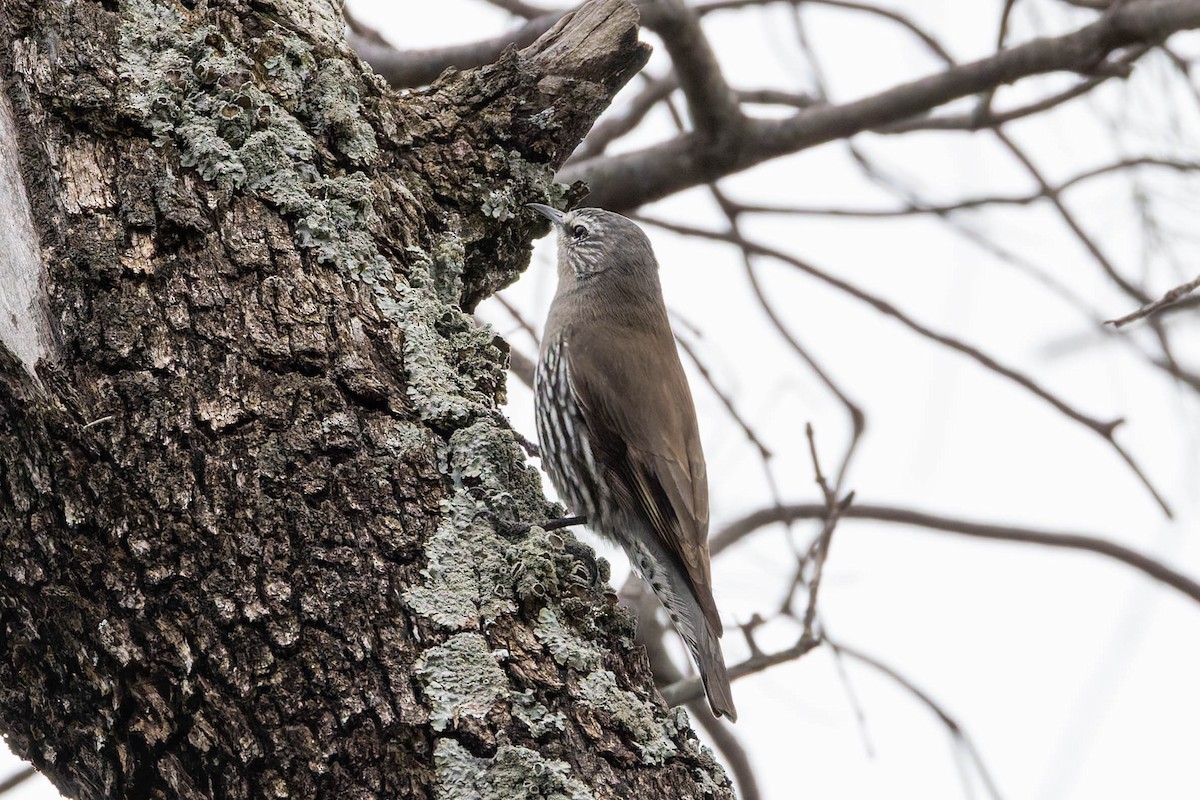 White-browed Treecreeper - ML637489399