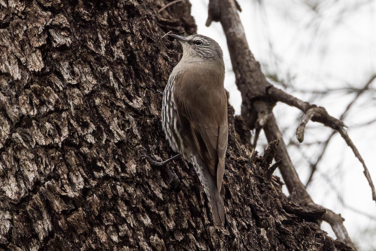 White-browed Treecreeper - ML637489401
