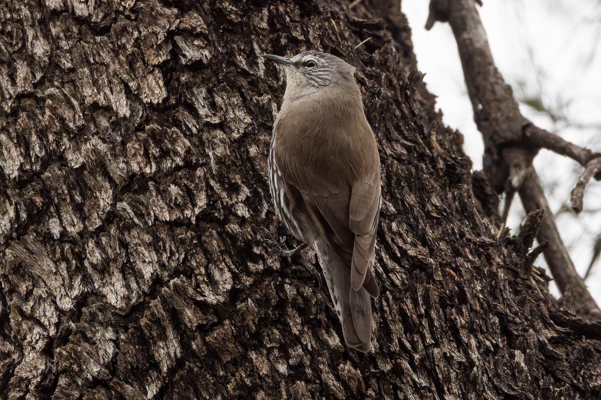 White-browed Treecreeper - ML637489402