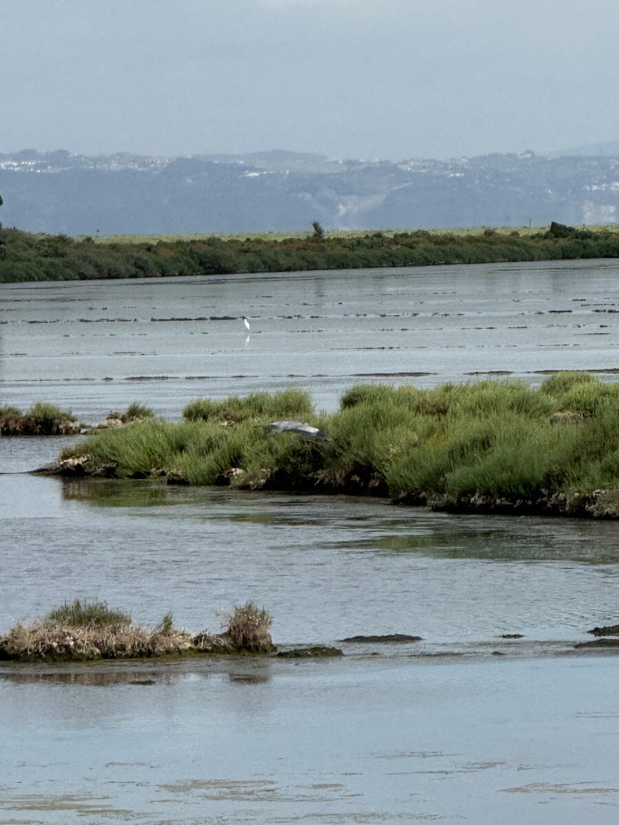 Eurasian Spoonbill - ML637489445