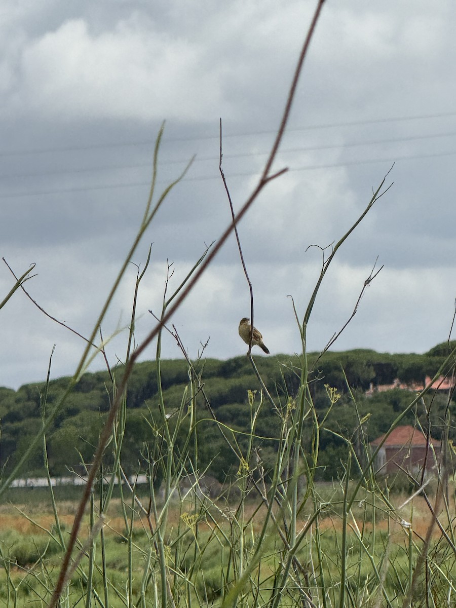 Zitting Cisticola - ML637489447