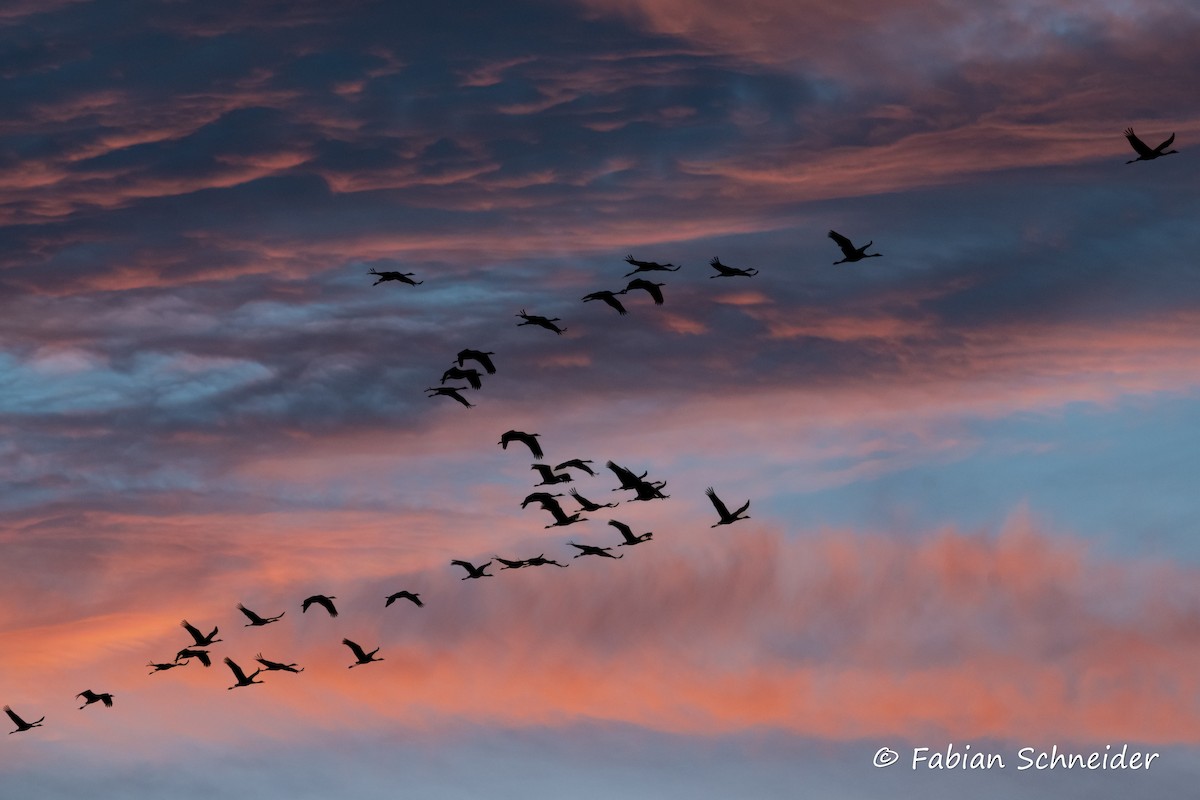Common Crane - ML637489456