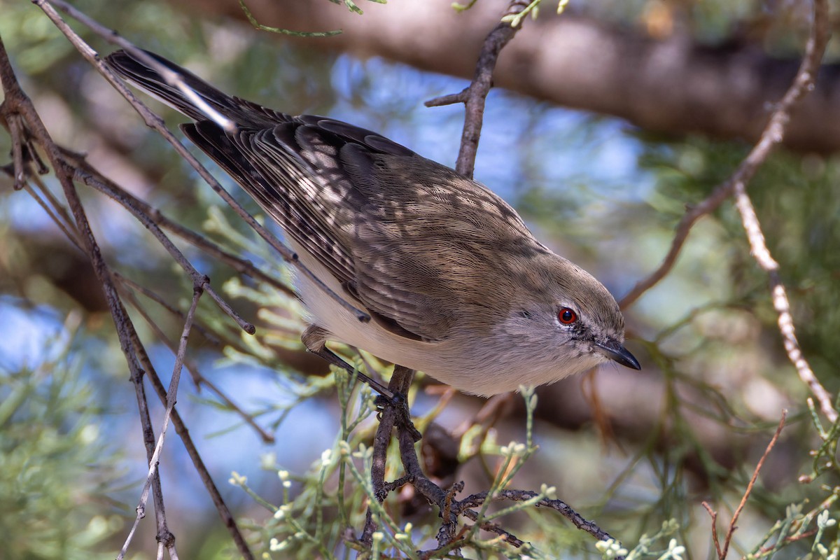 Western Gerygone - ML637489468