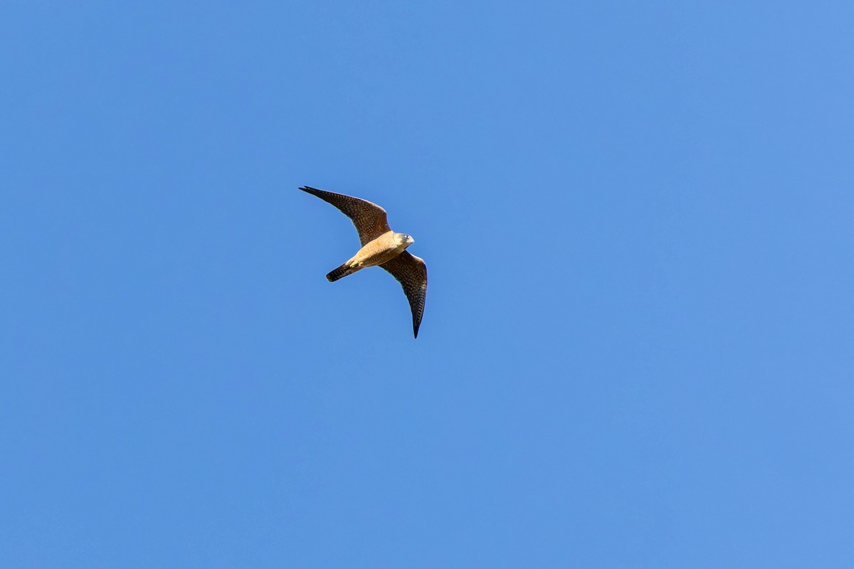 Australian Hobby - ML637489475