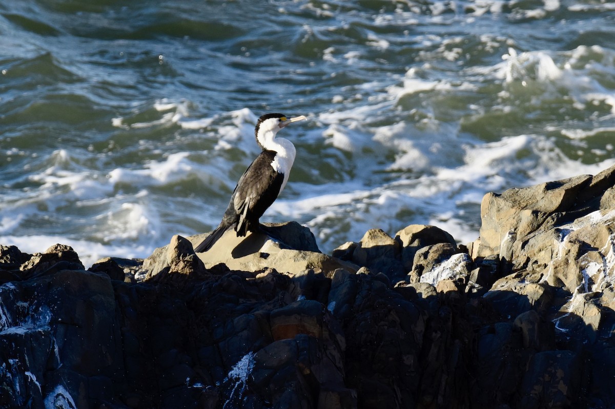 Pied Cormorant - ML637489479