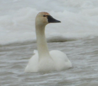 Tundra Swan - ML637489486