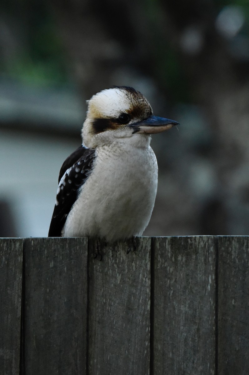Laughing Kookaburra - ML637489489