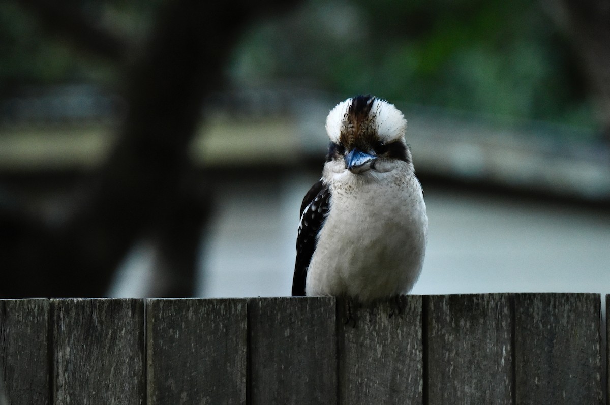 Laughing Kookaburra - ML637489490