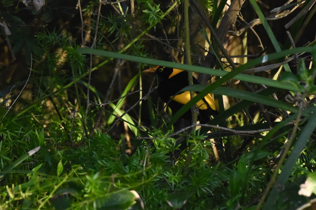 Regent Bowerbird - ML637489494