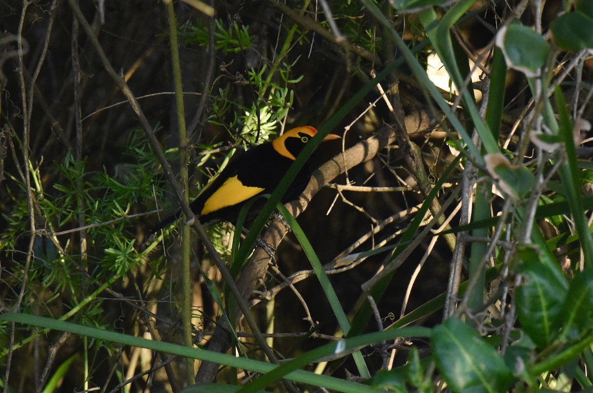 Regent Bowerbird - ML637489495