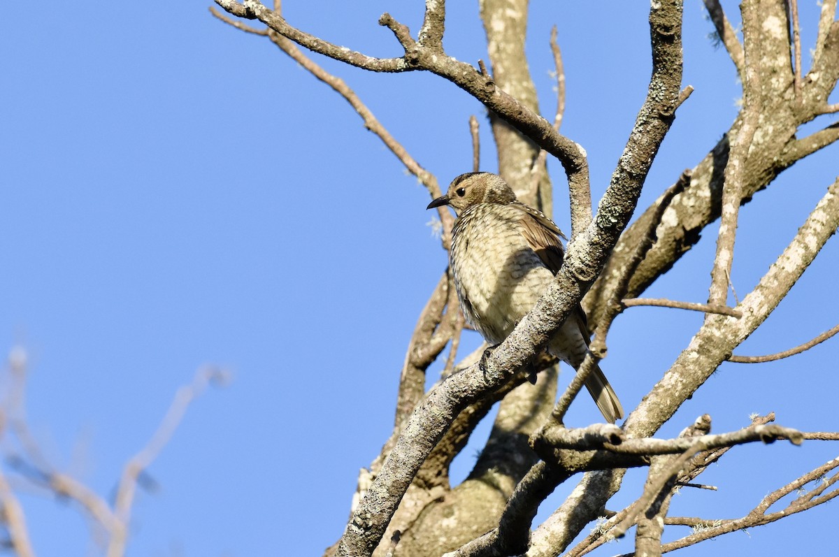 Regent Bowerbird - ML637489496