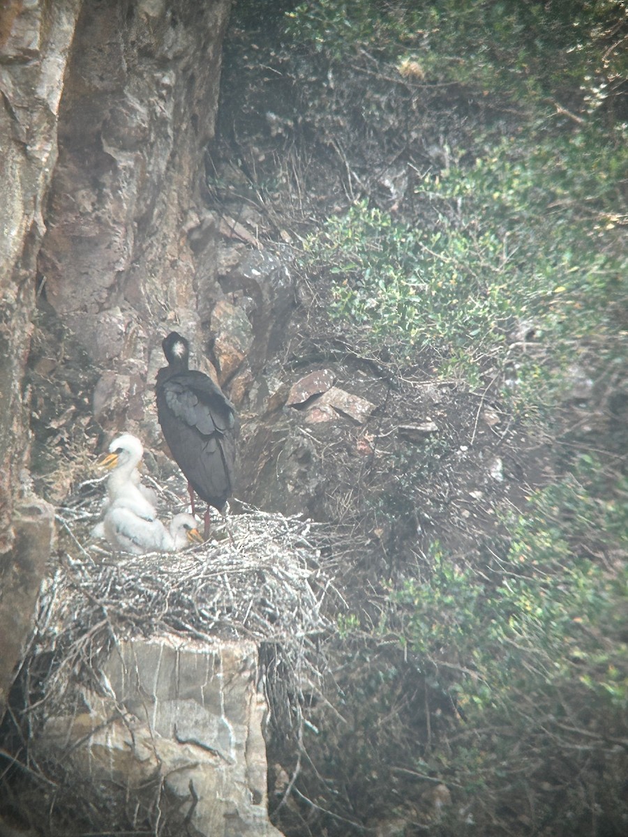 Black Stork - ML637489497