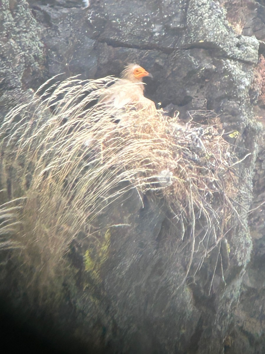 Egyptian Vulture - ML637489498