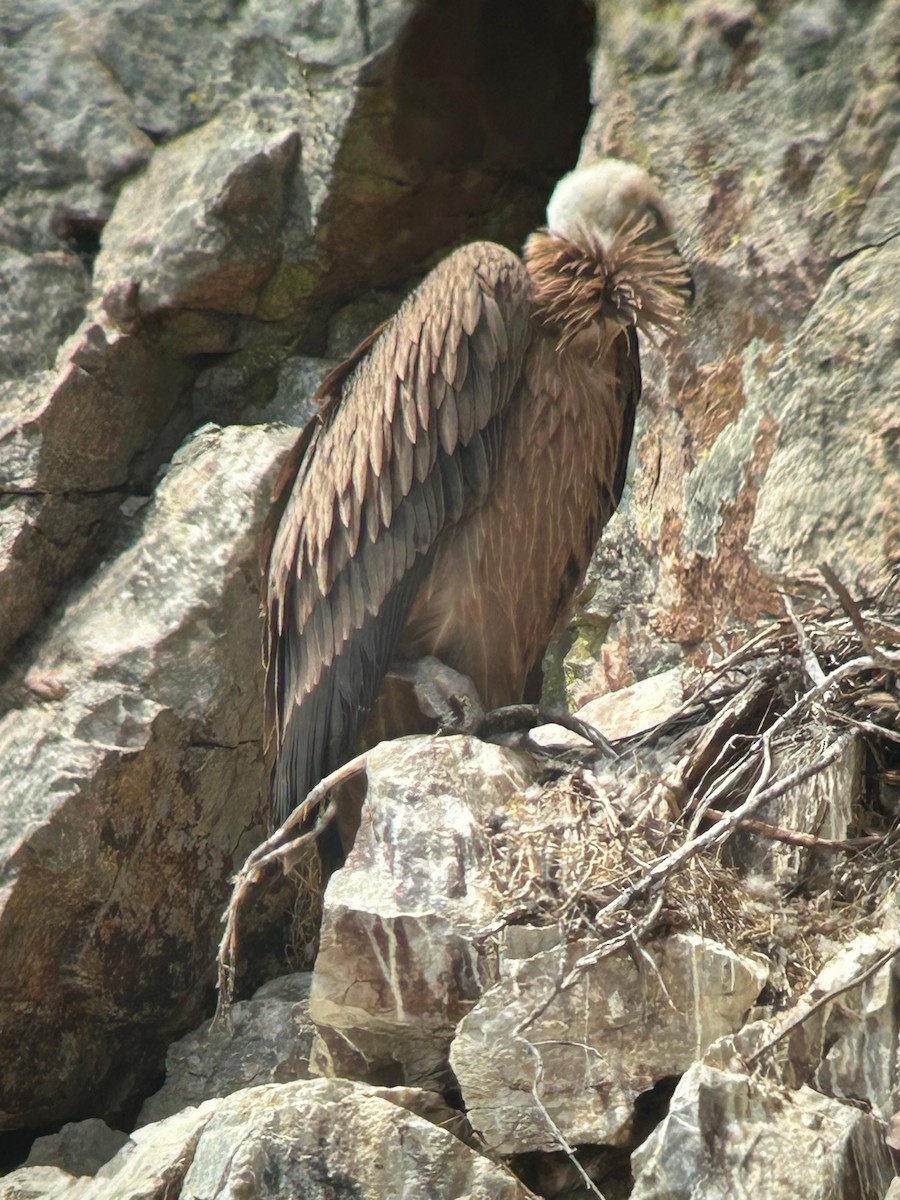 Eurasian Griffon - ML637489500