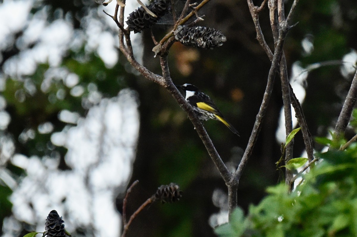 White-cheeked Honeyeater - ML637489509
