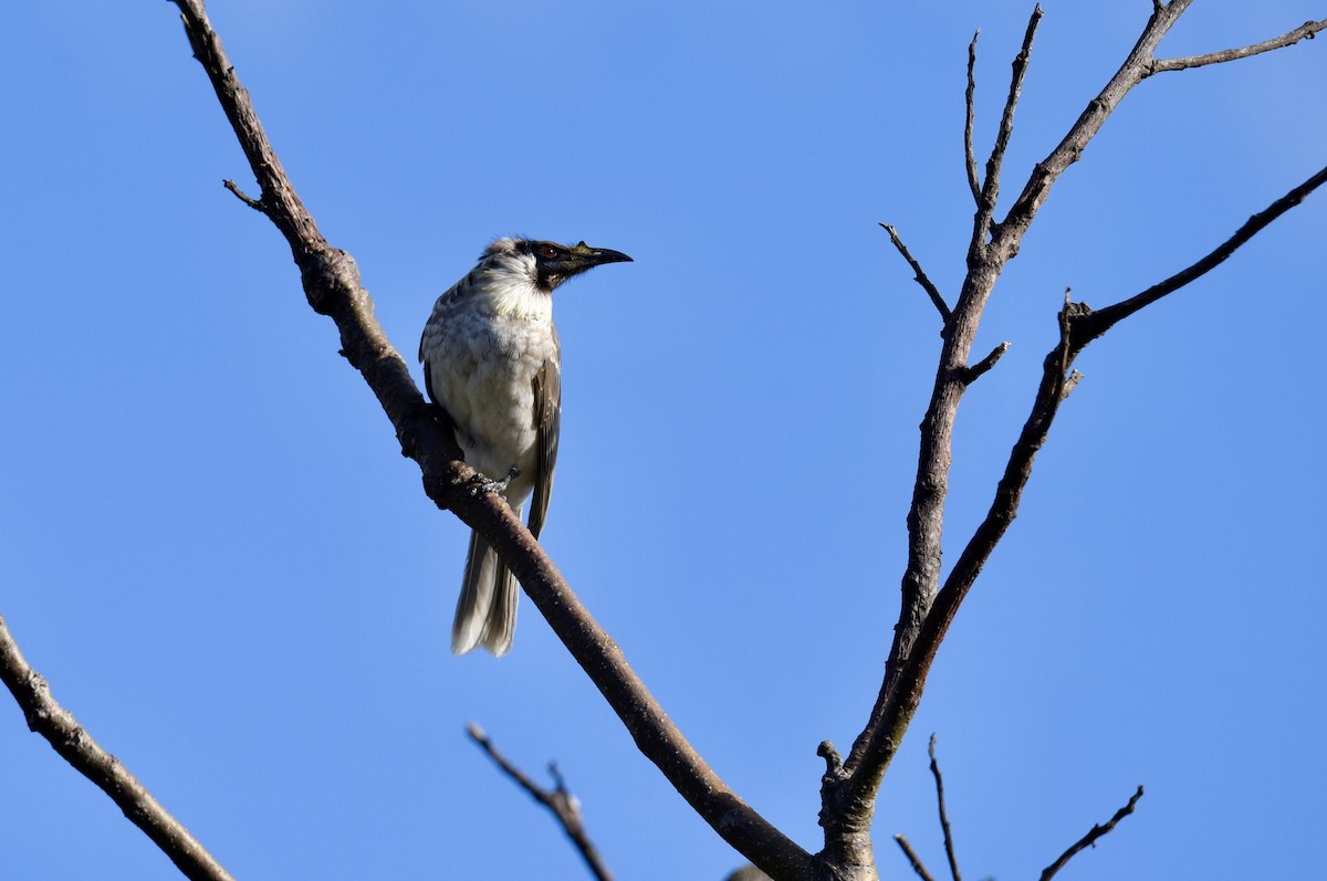 Noisy Friarbird - ML637489512