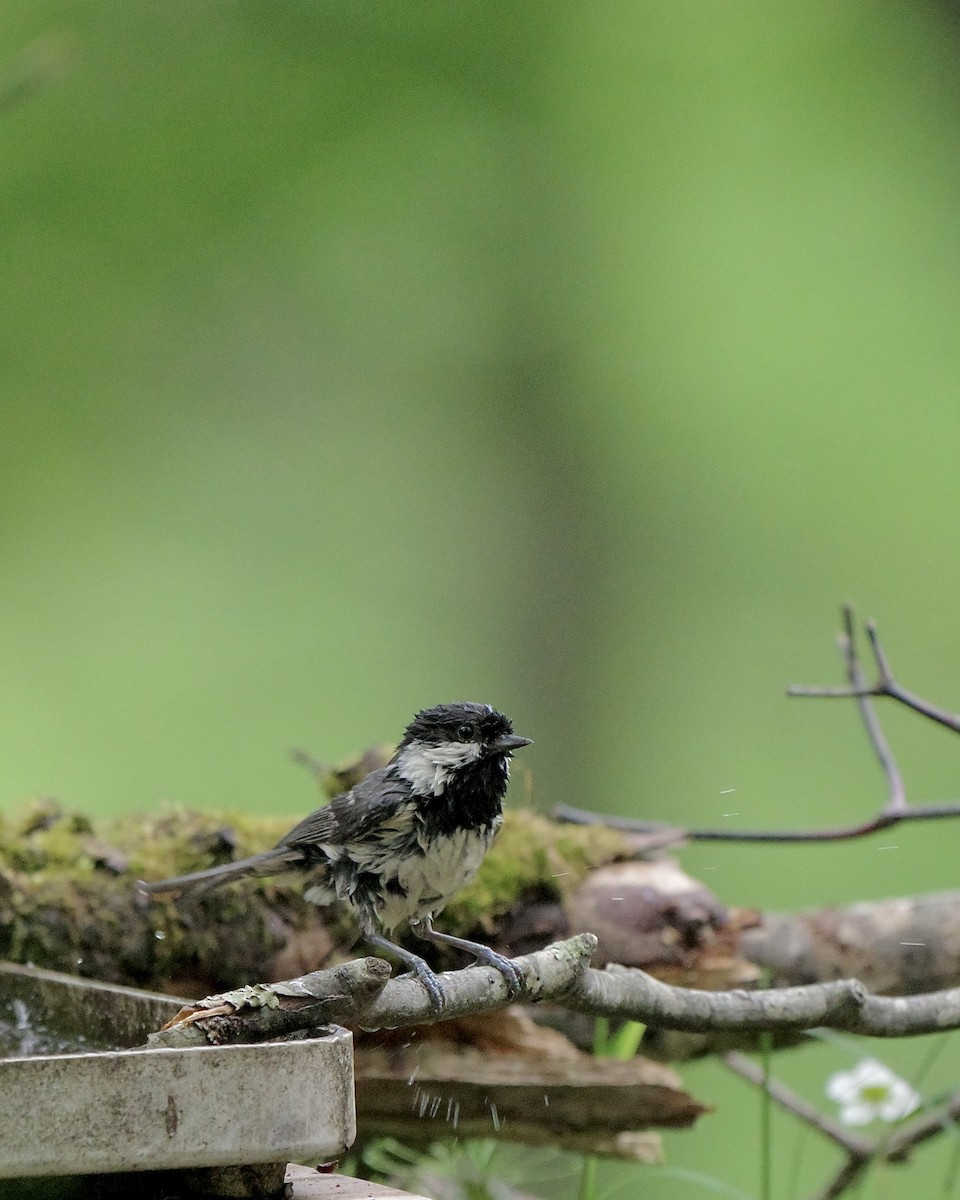 Coal Tit - ML637489529