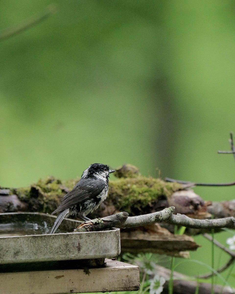 Coal Tit - ML637489530