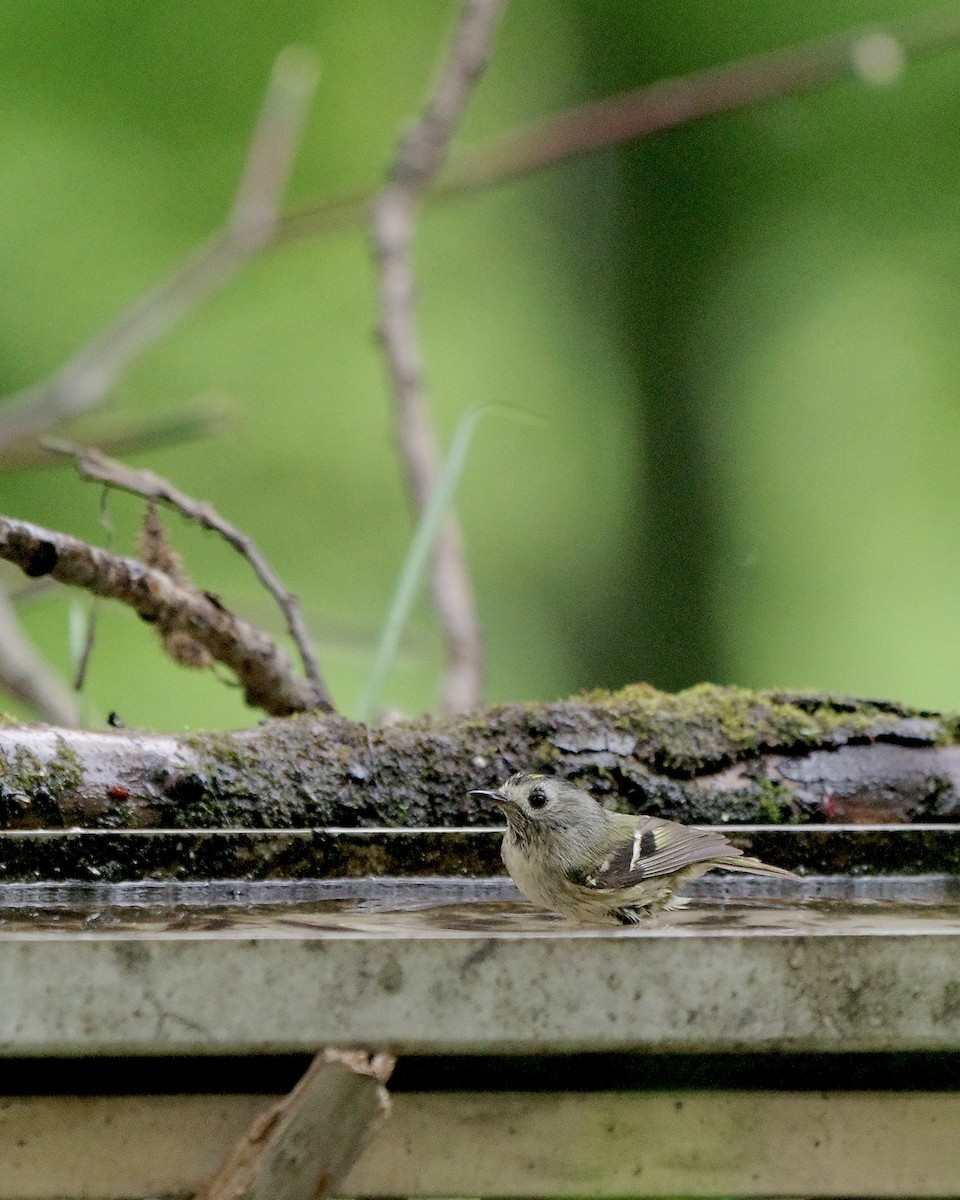 Goldcrest - ML637489533
