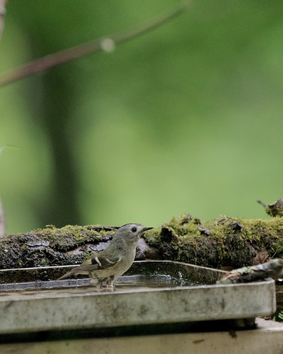 Goldcrest - ML637489534