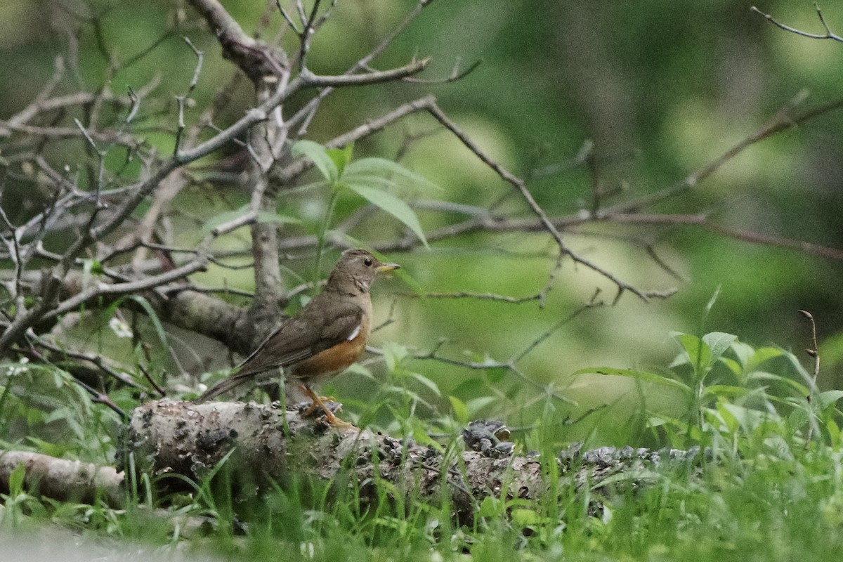 Brown-headed Thrush - ML637489539