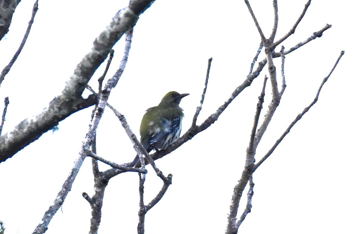 Olive-backed Oriole - ML637489549