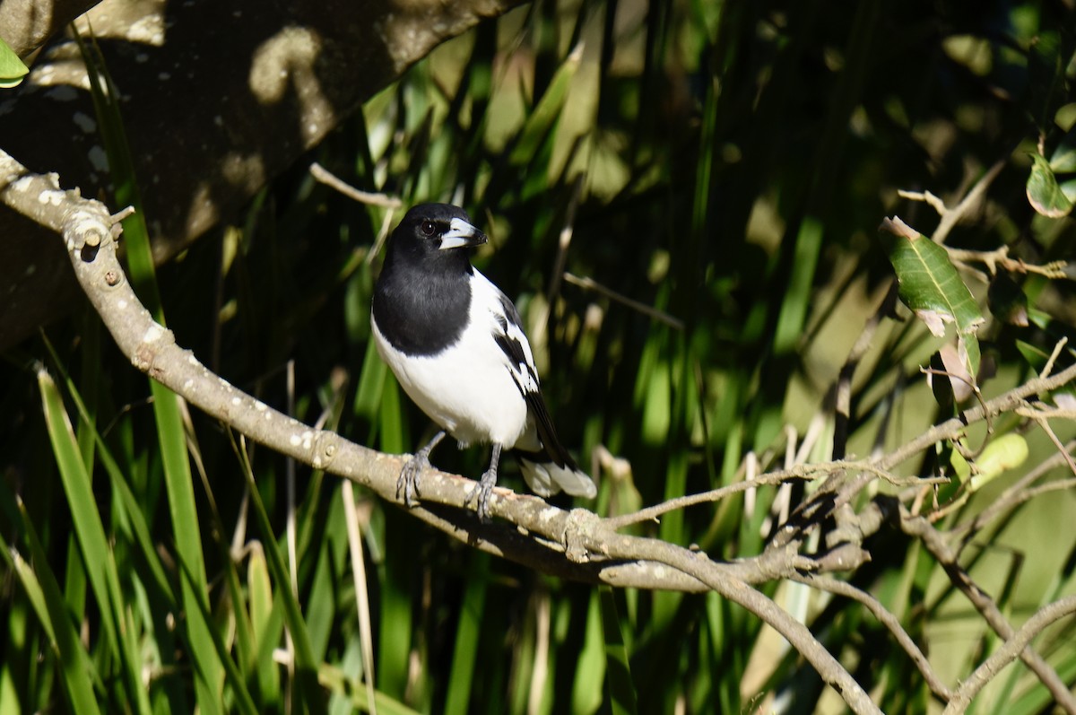 Pied Butcherbird - ML637489553