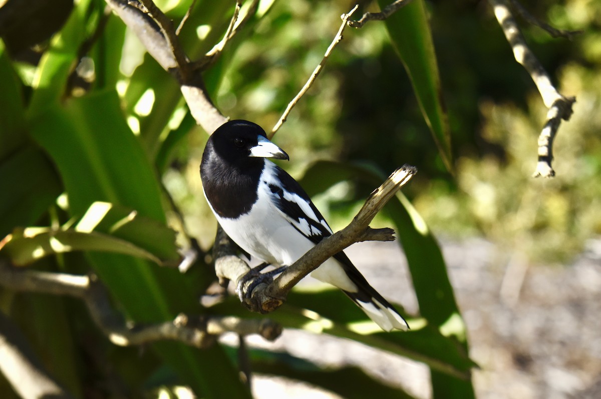 Pied Butcherbird - ML637489554