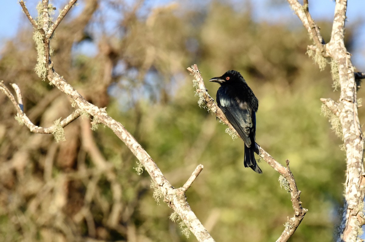 Spangled Drongo - ML637489570