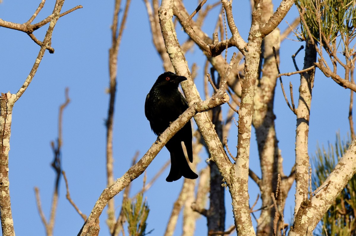 Spangled Drongo - ML637489577