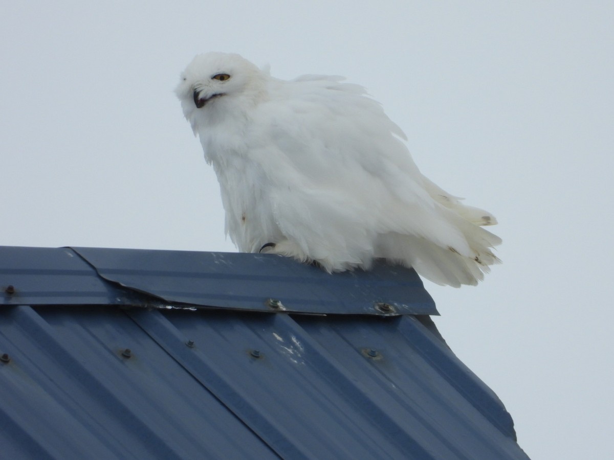 Snowy Owl - ML637489611
