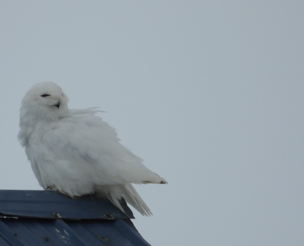 Snowy Owl - ML637489612
