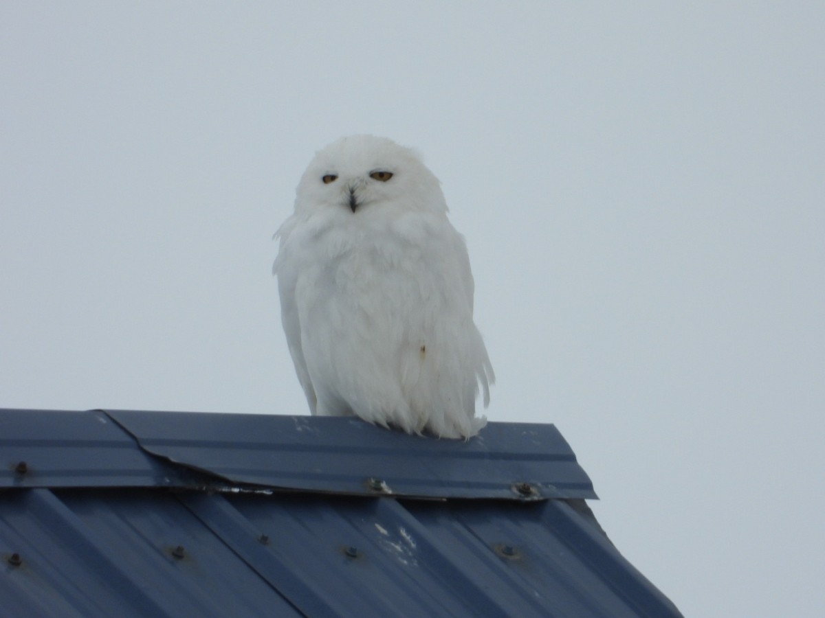 Snowy Owl - ML637489614